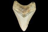 Fossil Megalodon Tooth - North Carolina #124639-1